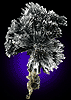 Stibnite from Herja Mine, Cavnik, Transylvania, Romania