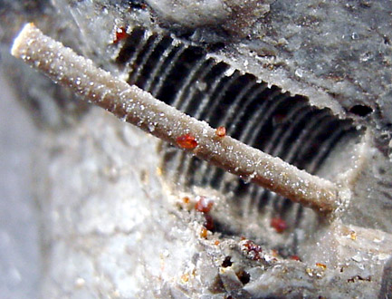 Mineral Specimens: Sphalerite on Crinoid Stem fossil from Mid-Cotinent Mine, Picher, Oklahoma